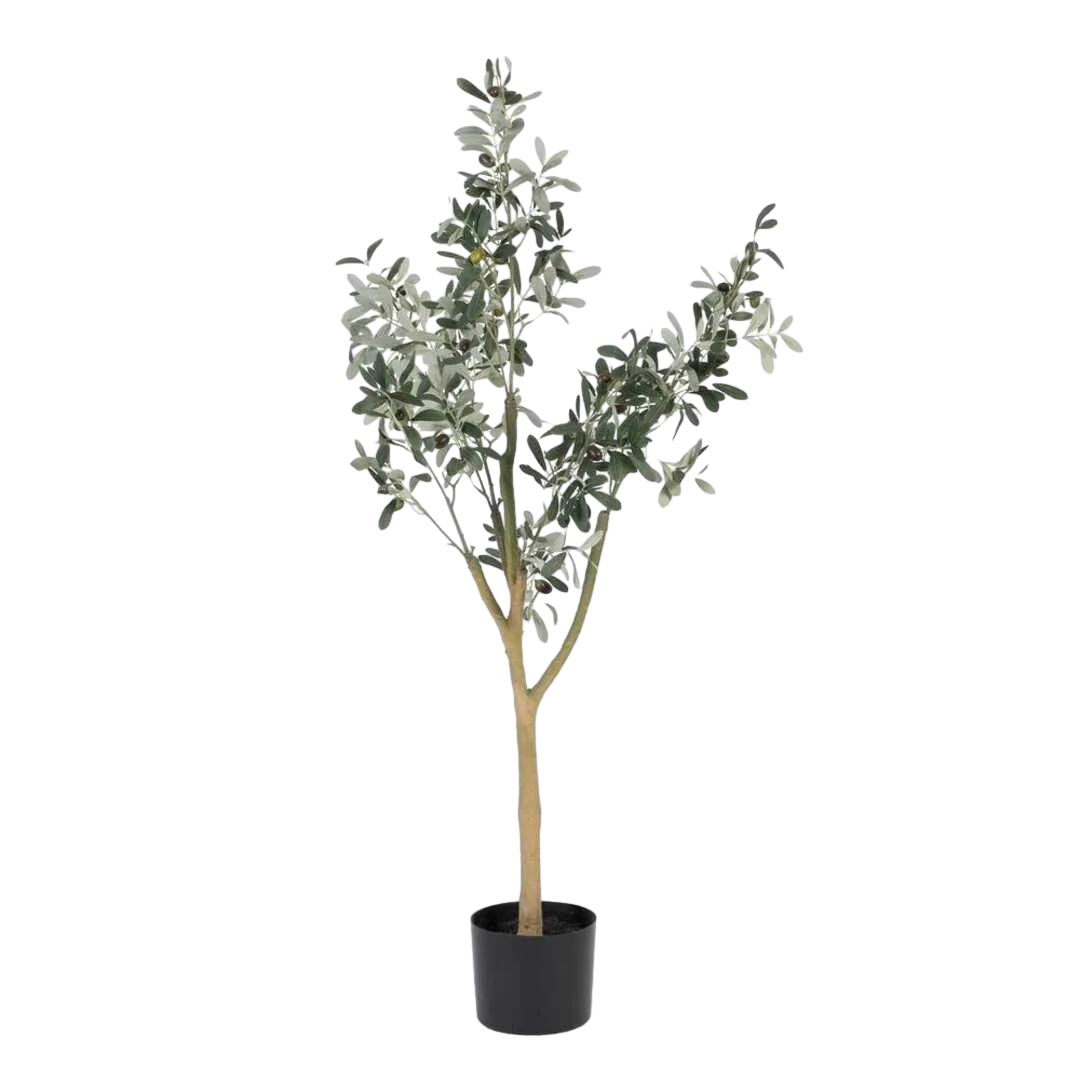 Planta olivo verde con macetero negro en polietileno y relleno de cemento 55x60x112cm - Ixia - 605468IX - foto-transparente