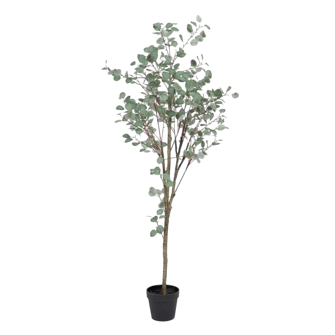 Planta eucalipto artificial verde con macetero negro 80x82x180cm - Ixia - 605472IX - foto-transparente