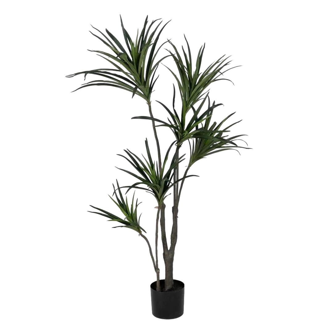Planta dracaena verde de goma con macetero de polipropileno 0x0x130cm - Ixia - 612205IX - foto-transparente