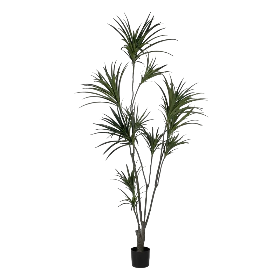 Planta Dracaena verde en goma con macetero de polipropileno 0x0x220cm - Ixia - 612207IX - foto-transparente
