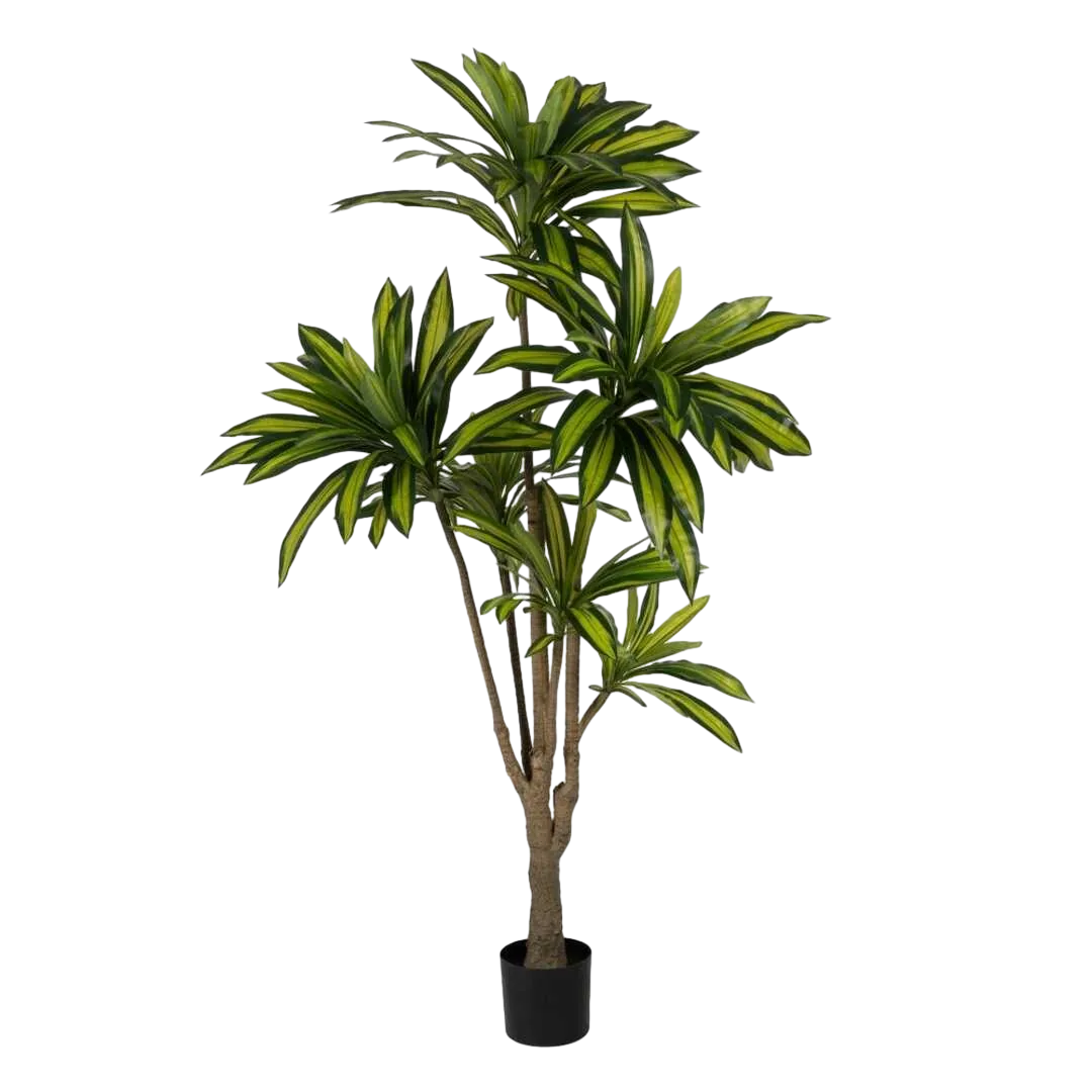 Planta dracaena verde de goma decorativa con macetero en polipropileno 0x0x200cm - Ixia - 612208IX - foto-transparente