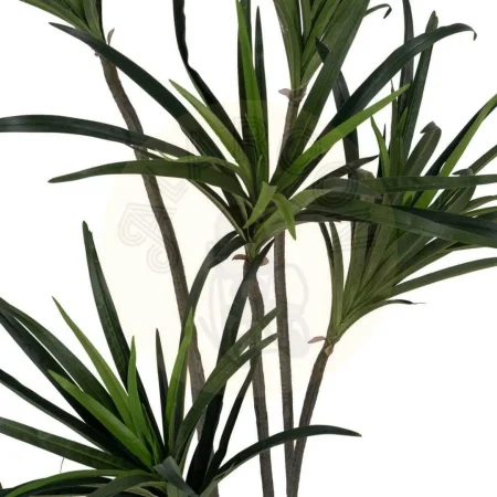 Planta dracaena verde de goma con macetero de polipropileno 0x0x130cm - Ixia - 612205IX - foto-secundaria-2