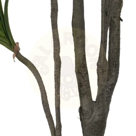Planta dracaena verde de goma con macetero de polipropileno 0x0x130cm - Ixia - 612205IX - foto-secundaria-3