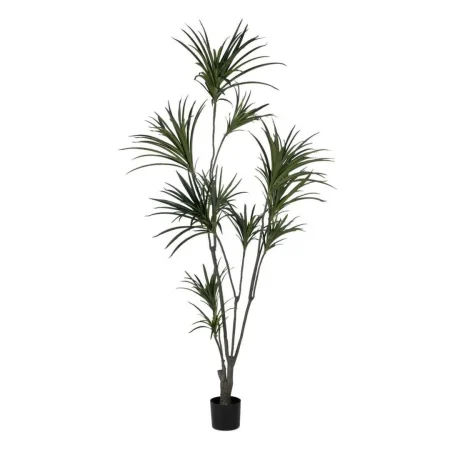 Planta Dracaena verde en goma con macetero de polipropileno 0x0x220cm - Ixia - 612207IX - foto-blanco
