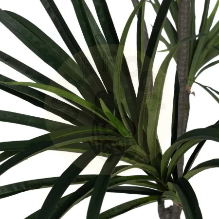 Planta Dracaena verde en goma con macetero de polipropileno 0x0x220cm - Ixia - 612207IX - foto-secundaria-2