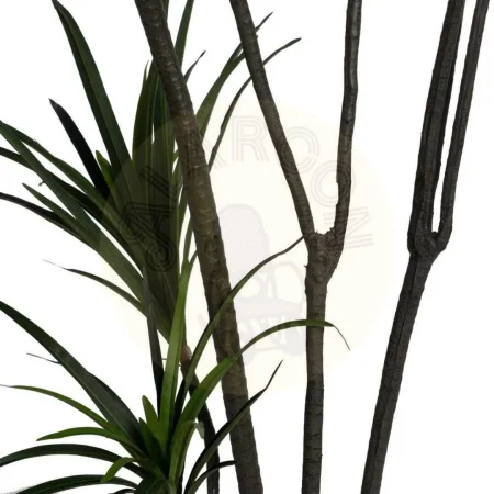 Planta Dracaena verde en goma con macetero de polipropileno 0x0x220cm - Ixia - 612207IX - foto-secundaria-3