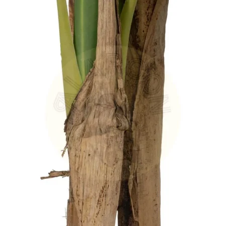 Planta platanero artificial hojas de polietileno tronco de poliuretano macetero de PVC 0x0x150cm - Ixia - 612213IX - foto-secundaria-2