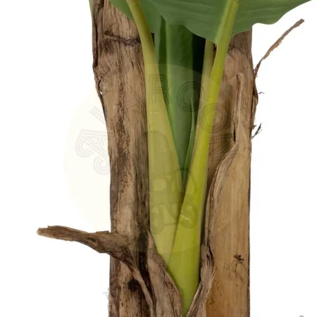 Planta artificial platanero verde con hojas de polietileno tronco de poliuretano y macetero de PVC 0x0x200cm - Ixia - 612214IX - foto-secundaria-4