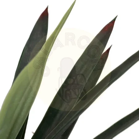Planta yuca verde en goma con macetero de polipropileno 0x0x125cm - Ixia - 612216IX - foto-secundaria-1